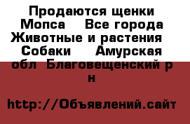 Продаются щенки Мопса. - Все города Животные и растения » Собаки   . Амурская обл.,Благовещенский р-н